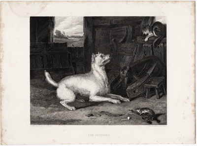 The Intruder by Landseer